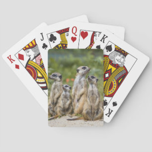 Niedliche Meerkats Spielkarten