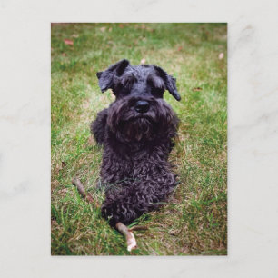 Niedliche Miniatur Schnauzer Postkarte