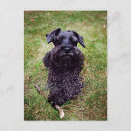 Niedliche Miniatur Schnauzer Postkarte