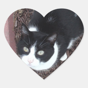 Niedliche Mit Augen Aufkleber für Schwarz und Weiß