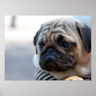 Niedliche Mops-Gesichtshaut geschlossen Poster