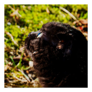 Niedliche Munchkin-Katze nach oben Poster