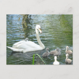 Niedliche Mutter Schwan & Babys Postkarte