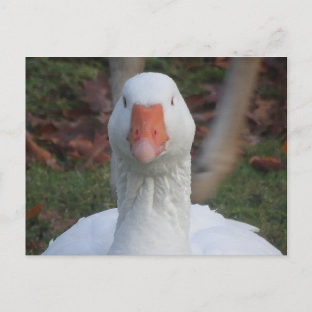 Niedliche Nahe Gänse Postkarte (Vorderseite)