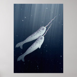 Niedliche Narwhals schwimmen unter Wasser Poster