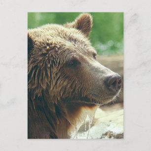 Niedliche Naturbärenaugen Postkarte