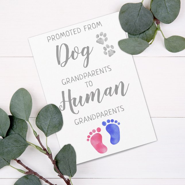 Niedliche neue Großelternschwangerschaft vom Hund Ankündigung (Von Creator hochgeladen)