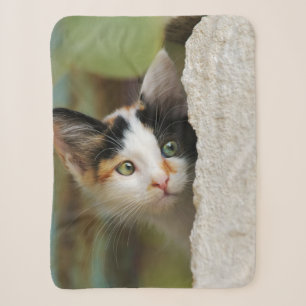 Niedliche Neugierige Katze Pneeaugen Kopf Foto Hau Sherpadecke