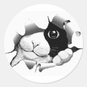Niedliche, neugierige Katzengrafik Runder Aufkleber