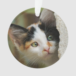 Niedliche Neugierige Katzenküche Pinselspitzen Por Ornament