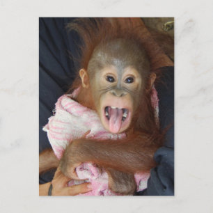 Niedliche Orangutan Tongue Monkey Business Postkarte