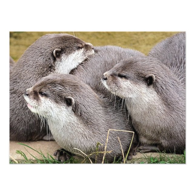 NIEDLICHE OTTERS FOTODRUCK (Vorne)