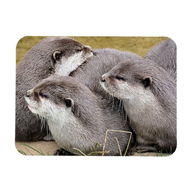 NIEDLICHE OTTERS MAGNET