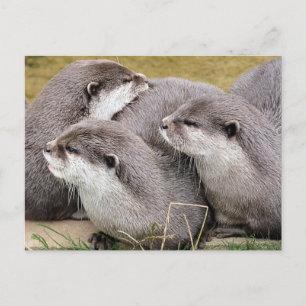 NIEDLICHE OTTERS POSTKARTE