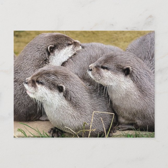NIEDLICHE OTTERS POSTKARTE (Vorderseite)