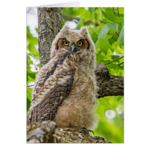 Niedliche Owlet