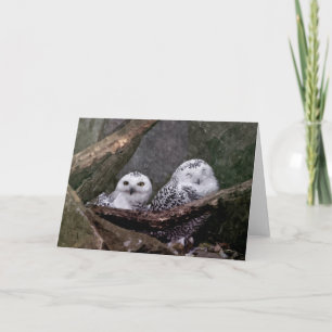 Niedliche Owls Karte