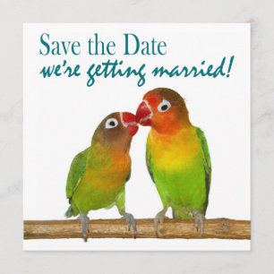 Niedliche Papageien-Liebe-Vögel tropisch Save the Save The Date