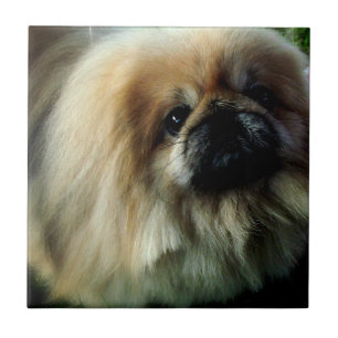 Niedliche Pekingese Fliese