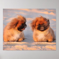 Niedliche Pekingese Hunde