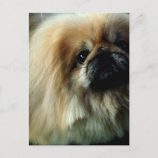 Niedliche Pekingese Postkarte