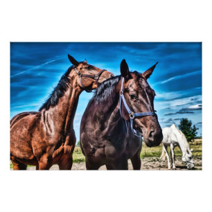 niedliche Pferde Braunschwarz-Weiße Hors Ranch, Pa Fotodruck