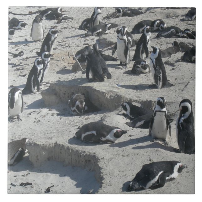 Niedliche Pinguine am Strand Keramik Tile Fliese (Vorderseite)
