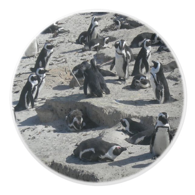 Niedliche Pinguine auf Beach Keramik Pull Keramikknauf (Vorderseite)