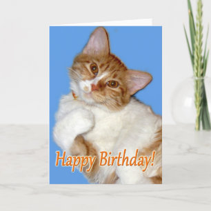 Niedliche Posierung Katze - Geburtstag Allgemein Karte