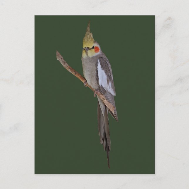Niedliche Postkarte (Vorderseite)