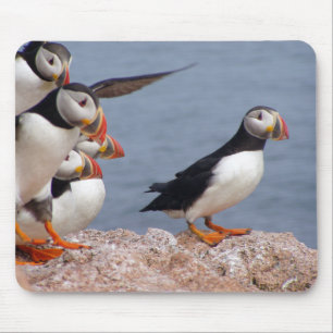 Niedliche Puffins Mousepad