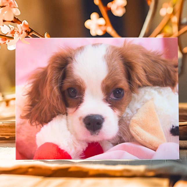 Niedliche Puppy Cavalier King Charles Greeting Car Karte (Von Creator hochgeladen)