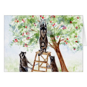 Niedliche Raccoons im Apple Orchard