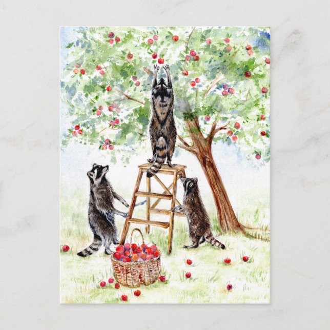 Niedliche Raccoons im Apple Orchard Postkarte (Vorderseite)