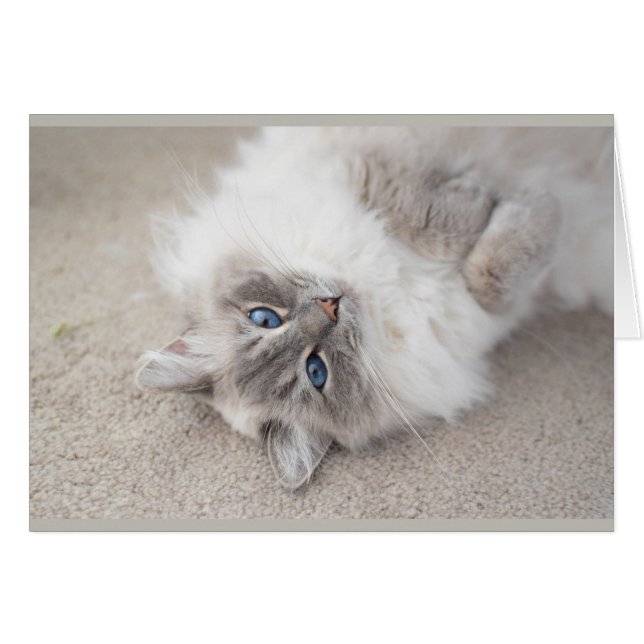 Niedliche Ragdoll Katze Karte (Vorderseite (Horizontal))
