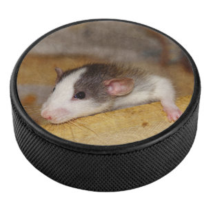 Niedliche Ratte Eishockey Puck