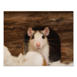 Niedliche Ratte Fotodruck