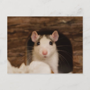 Niedliche Ratte Postkarte