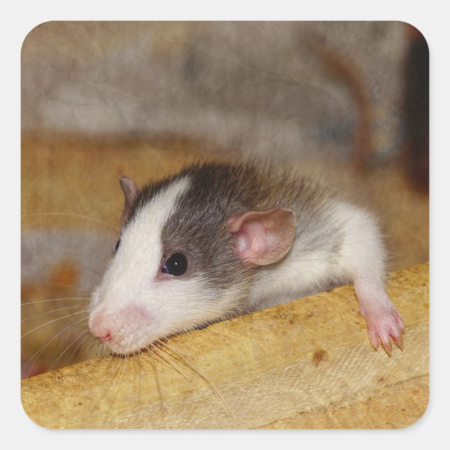 Niedliche Ratte Quadratischer Aufkleber (Vorderseite)