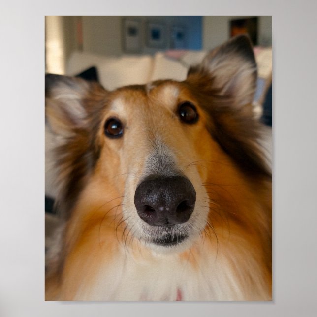 Niedliche raue Collie Poster (Vorne)