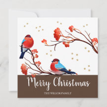 Niedliche Robin Birds auf der Roten Berry Branch W