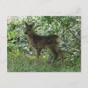 Niedliche Roh Deer im Forrest DIY Postkarte