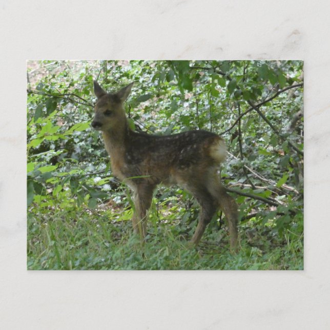 Niedliche Roh Deer im Forrest DIY Postkarte (Vorderseite)