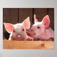 Niedliche rosa Ferkel Tierfotos