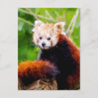 Niedliche rote Panda