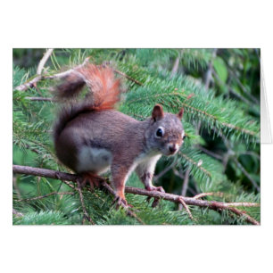 Niedliche rotes Eichhörnchen-Karte