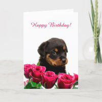 Niedliche Rottweiler Welpe Rote Rosen Happy Birthd