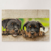 Niedliche Rottweiler Welpen Hunde Tierart