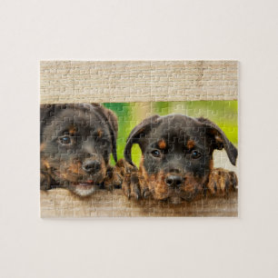 Niedliche Rottweiler Welpen Hunde Tierart Puzzle
