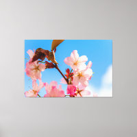 Niedliche Sakura-Blume für die Frühlingssonne